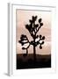 Yucca Brevifolia II-Erin Berzel-Framed Photographic Print