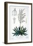 Yucca Filamentosa, 1836-Pancrace Bessa-Framed Giclee Print