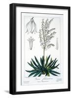 Yucca Filamentosa, 1836-Pancrace Bessa-Framed Giclee Print