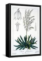 Yucca Filamentosa, 1836-Pancrace Bessa-Framed Stretched Canvas