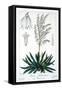 Yucca Filamentosa, 1836-Pancrace Bessa-Framed Stretched Canvas