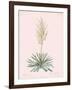 Yucca Filamentosa - Rose-Pierre Joseph Redoute-Framed Giclee Print