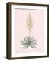 Yucca Filamentosa - Rose-Pierre Joseph Redoute-Framed Giclee Print