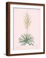 Yucca Filamentosa - Rose-Pierre Joseph Redoute-Framed Giclee Print