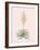 Yucca Filamentosa - Rose-Pierre Joseph Redoute-Framed Giclee Print