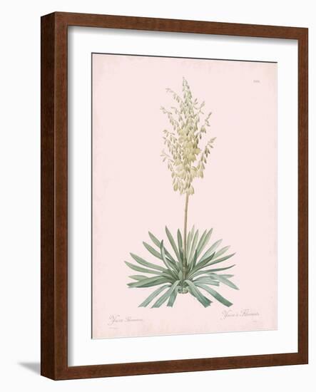 Yucca Filamentosa - Rose-Pierre Joseph Redoute-Framed Giclee Print