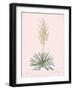 Yucca Filamentosa - Rose-Pierre Joseph Redoute-Framed Giclee Print