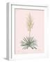 Yucca Filamentosa - Rose-Pierre Joseph Redoute-Framed Giclee Print