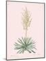 Yucca Filamentosa - Rose-Pierre Joseph Redoute-Mounted Giclee Print