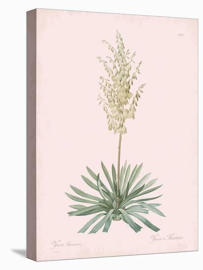 Yucca Filamentosa - Rose-Pierre Joseph Redoute-Stretched Canvas