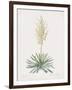 Yucca Filamentosa-Pierre Joseph Redoute-Framed Giclee Print