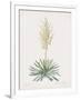 Yucca Filamentosa-Pierre Joseph Redoute-Framed Giclee Print