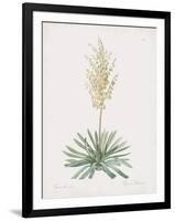 Yucca Filamentosa-Pierre Joseph Redoute-Framed Giclee Print