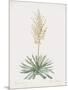 Yucca Filamentosa-Pierre Joseph Redoute-Mounted Giclee Print