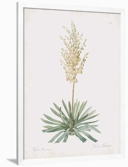 Yucca Filamentosa-Pierre Joseph Redoute-Framed Giclee Print