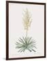 Yucca Filamentosa-Pierre Joseph Redoute-Framed Giclee Print