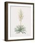 Yucca Filamentosa-Pierre Joseph Redoute-Framed Giclee Print