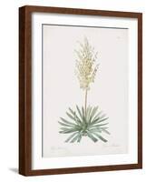 Yucca Filamentosa-Pierre Joseph Redoute-Framed Giclee Print