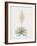 Yucca Filamentosa-Pierre Joseph Redoute-Framed Giclee Print