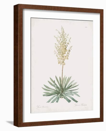 Yucca Filamentosa-Pierre Joseph Redoute-Framed Giclee Print