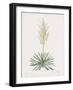 Yucca Filamentosa-Pierre Joseph Redoute-Framed Giclee Print