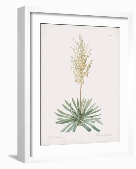 Yucca Filamentosa-Pierre Joseph Redoute-Framed Giclee Print