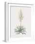 Yucca Filamentosa-Pierre Joseph Redoute-Framed Giclee Print