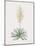 Yucca Filamentosa-Pierre Joseph Redoute-Mounted Giclee Print