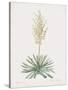 Yucca Filamentosa-Pierre Joseph Redoute-Stretched Canvas