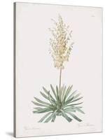 Yucca Filamentosa-Pierre Joseph Redoute-Stretched Canvas