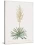 Yucca Filamentosa-Pierre Joseph Redoute-Stretched Canvas