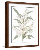 Yucca Flos - Fair-Pierre Joseph Redoute-Framed Giclee Print
