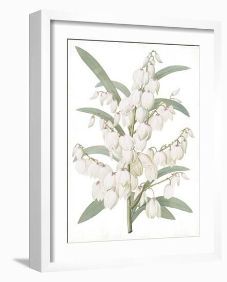 Yucca Flos - Fair-Pierre Joseph Redoute-Framed Giclee Print