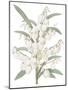 Yucca Flos - Fair-Pierre Joseph Redoute-Mounted Giclee Print