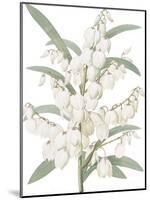 Yucca Flos - Fair-Pierre Joseph Redoute-Mounted Giclee Print