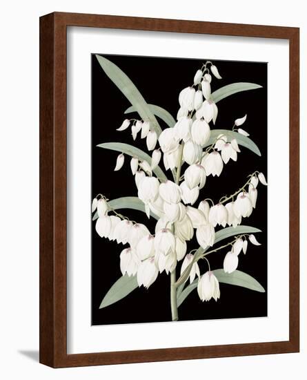 Yucca Flos - Noir-Pierre Joseph Redoute-Framed Giclee Print