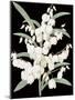 Yucca Flos - Noir-Pierre Joseph Redoute-Mounted Giclee Print