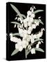 Yucca Flos - Noir-Pierre Joseph Redoute-Stretched Canvas