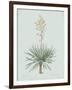 Yucca Gloriosa - Celadon-Pierre Joseph Redoute-Framed Giclee Print