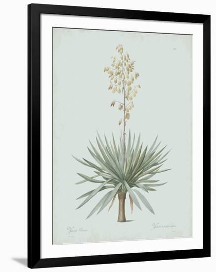 Yucca Gloriosa - Celadon-Pierre Joseph Redoute-Framed Giclee Print