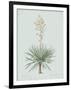 Yucca Gloriosa - Celadon-Pierre Joseph Redoute-Framed Giclee Print