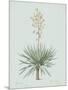 Yucca Gloriosa - Celadon-Pierre Joseph Redoute-Mounted Giclee Print