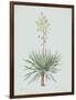 Yucca Gloriosa - Celadon-Pierre Joseph Redoute-Framed Giclee Print