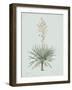 Yucca Gloriosa - Celadon-Pierre Joseph Redoute-Framed Giclee Print