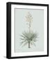 Yucca Gloriosa - Celadon-Pierre Joseph Redoute-Framed Giclee Print