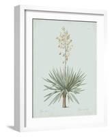 Yucca Gloriosa - Celadon-Pierre Joseph Redoute-Framed Giclee Print