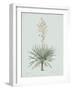 Yucca Gloriosa - Celadon-Pierre Joseph Redoute-Framed Giclee Print