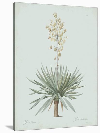 Yucca Gloriosa - Celadon-Pierre Joseph Redoute-Stretched Canvas