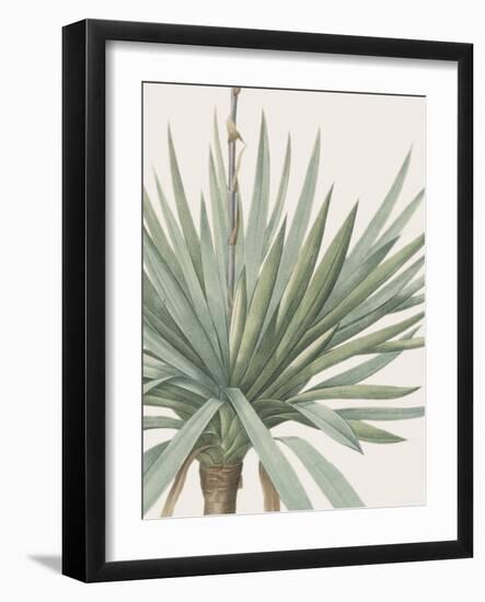 Yucca Gloriosa - Focus-Pierre Joseph Redoute-Framed Giclee Print