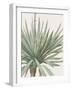 Yucca Gloriosa - Focus-Pierre Joseph Redoute-Framed Giclee Print